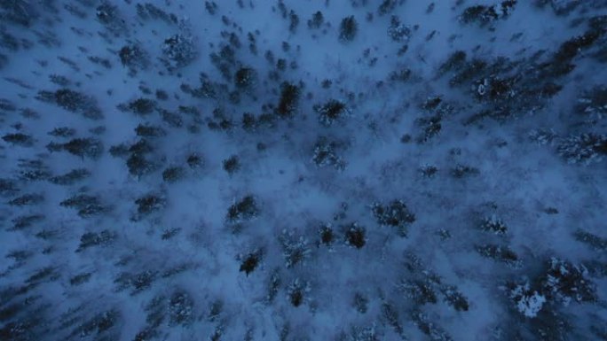 雪季松树森林的鸟瞰图