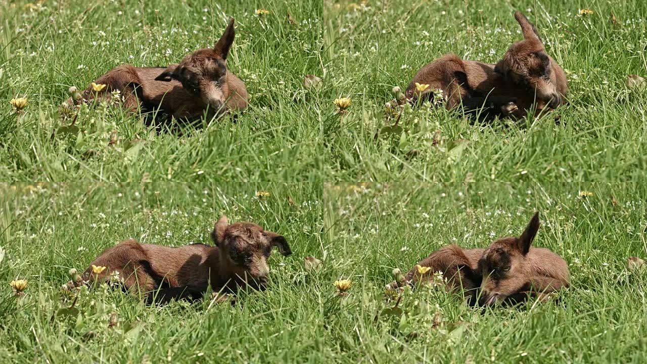 草地上的小山羊草地上的小山羊