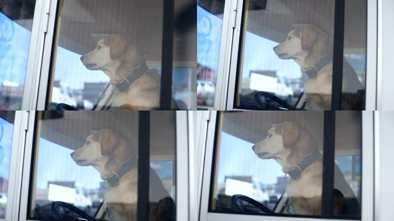 耐心的狗坐在拖车的驾驶员座位上，用宠物保护财产旅游