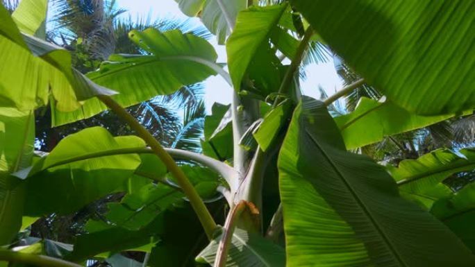 印度果阿热带森林中的棕榈树长大叶子