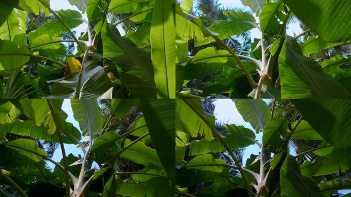 印度果阿热带森林中的棕榈树长大叶子