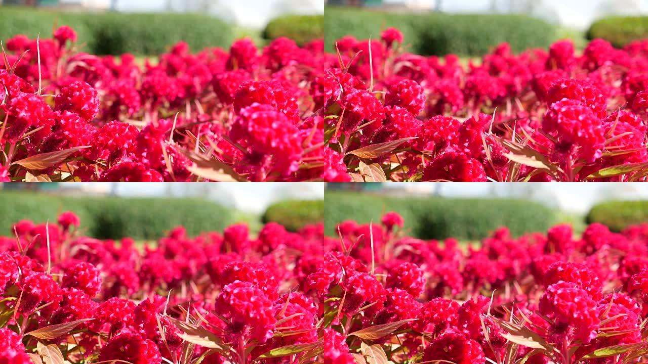 DS: 红花红花
