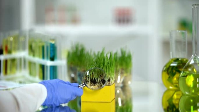 生物化学家用放大镜检查小麦草样品，营养品质