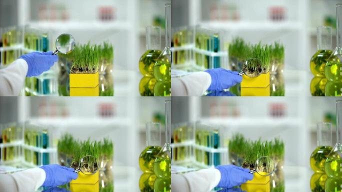 生物化学家用放大镜检查小麦草样品，营养品质