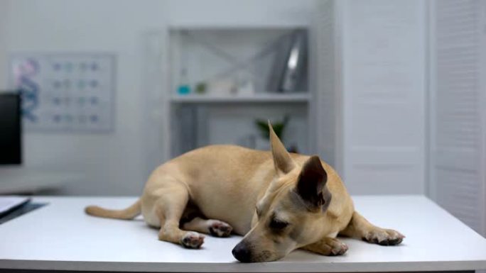 悲伤的无家可归的狗躺在动物收容所诊所的桌子上，宠物检查，帮助