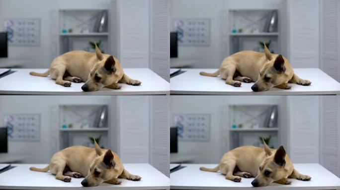 悲伤的无家可归的狗躺在动物收容所诊所的桌子上，宠物检查，帮助