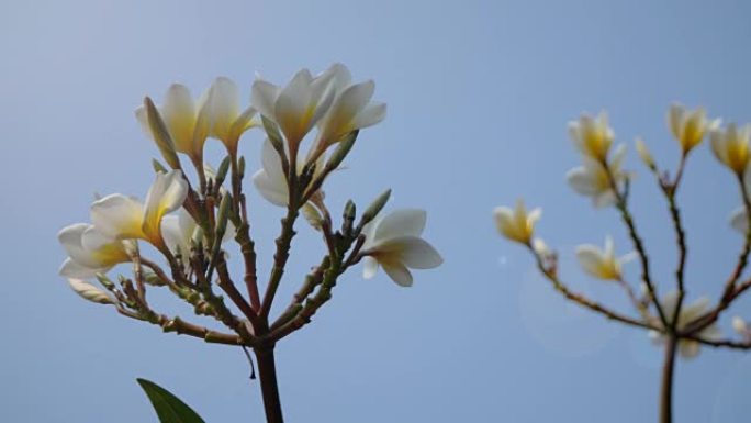 蓝天白花鸡蛋花