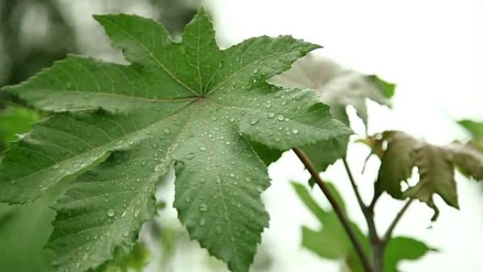 雨中的枫叶