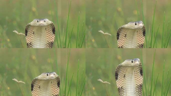 蛇in aggressive posture