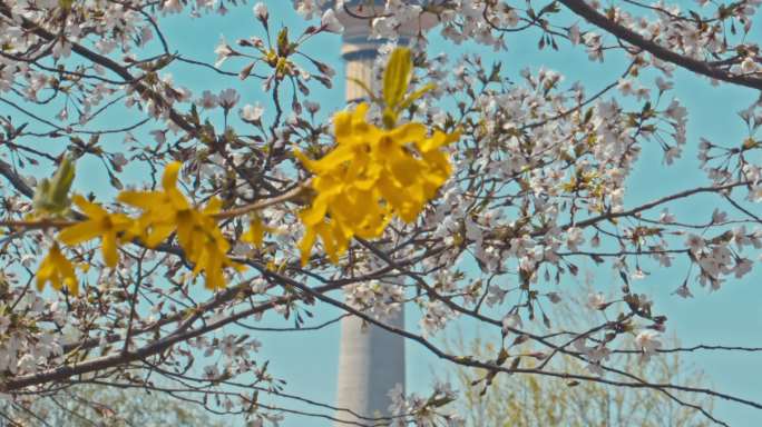 北京玉渊潭公园合集 山桃花 樱花 泛舟