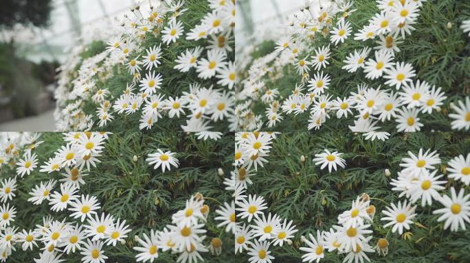 平移: 步行路上的雏菊花