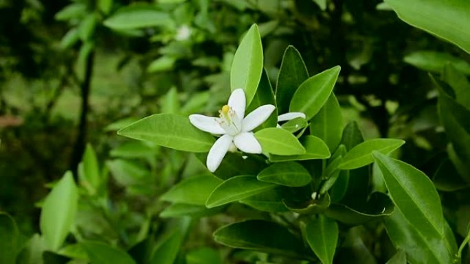 橙花橙花橙子