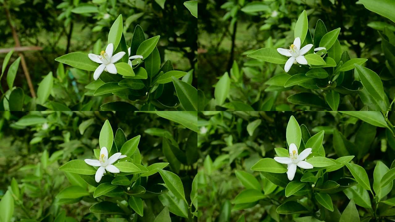 橙花橙花橙子