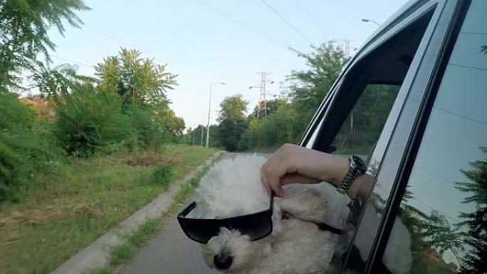 戴着墨镜的有趣狗从车窗向外看