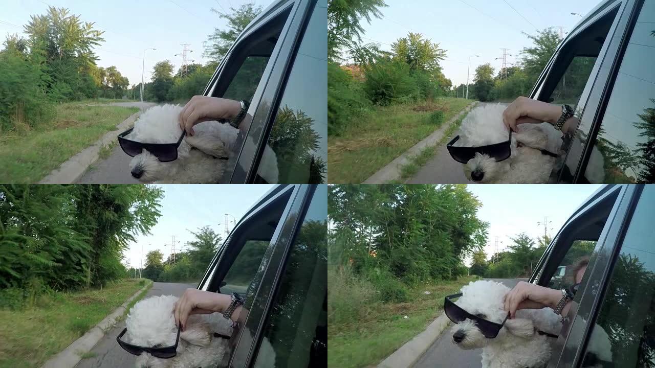 戴着墨镜的有趣狗从车窗向外看