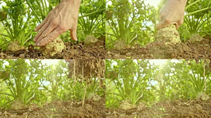 SLO MO园丁的手从花园土壤中采摘芹菜