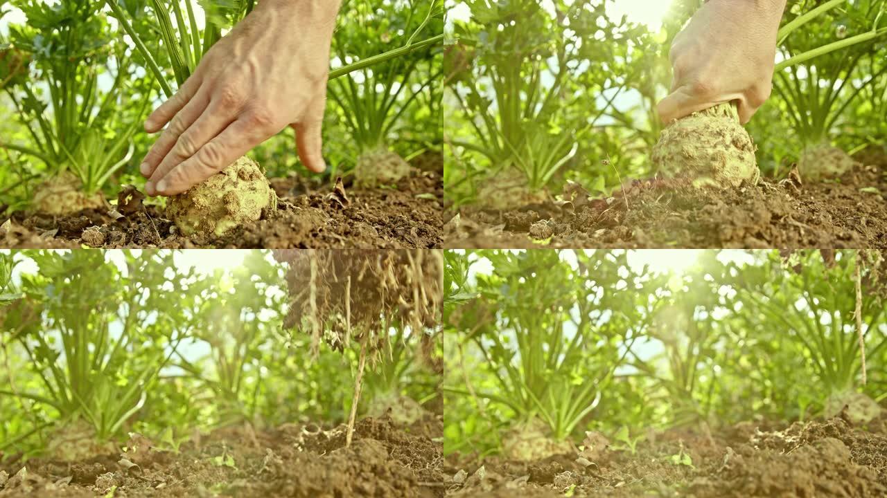 SLO MO园丁的手从花园土壤中采摘芹菜