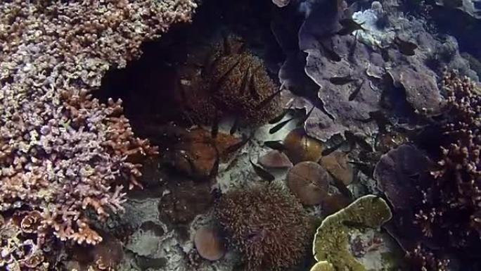 彩色珊瑚珊瑚海水底礁石海域鱼类