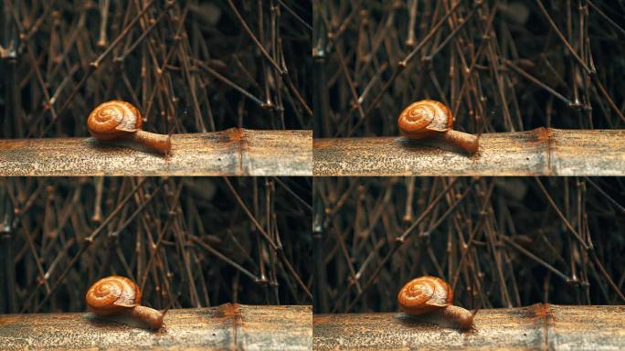 竹枝上的蜗牛蜗牛特写蜗牛延时丛林蜗牛