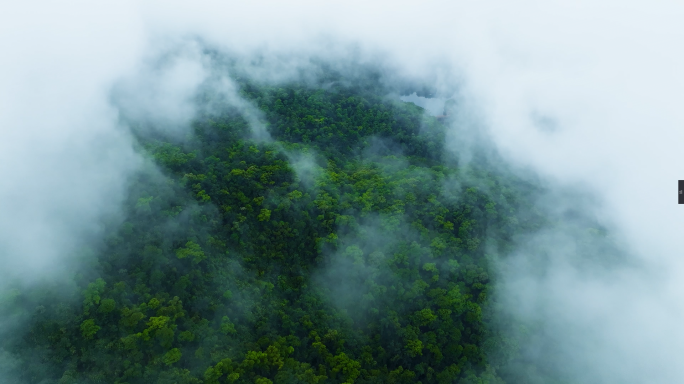 原始森林 云雾森林 热带雨林