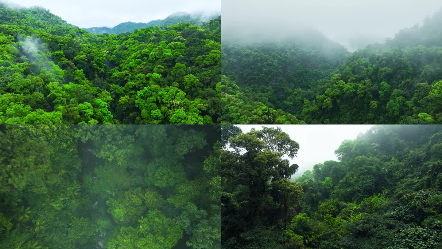原始森林 云雾森林 热带雨林