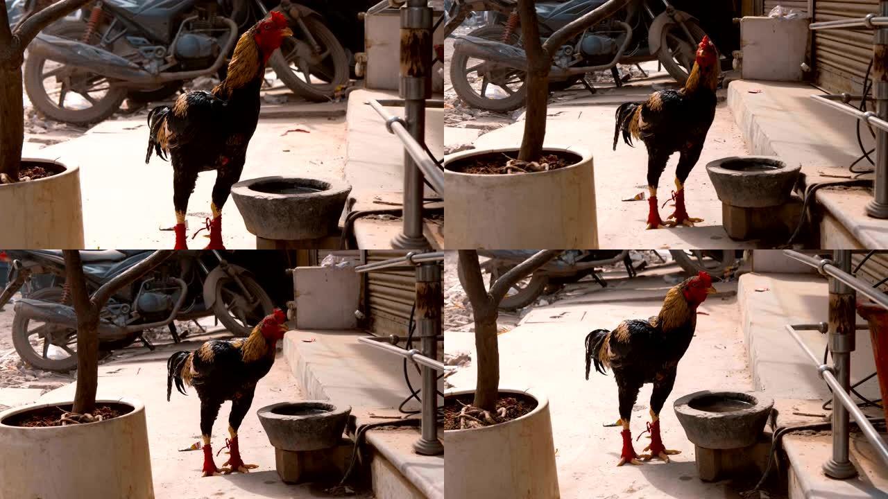 美丽，五颜六色的战斗公鸡正在街上用陶罐喝水