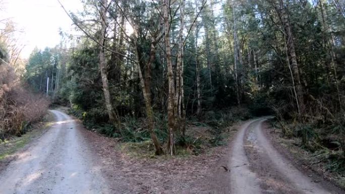 乡村公路的岔路口，林冠层以下