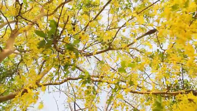 风中的金雨花 (决明子瘘管花)