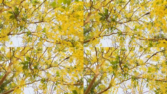 风中的金雨花 (决明子瘘管花)