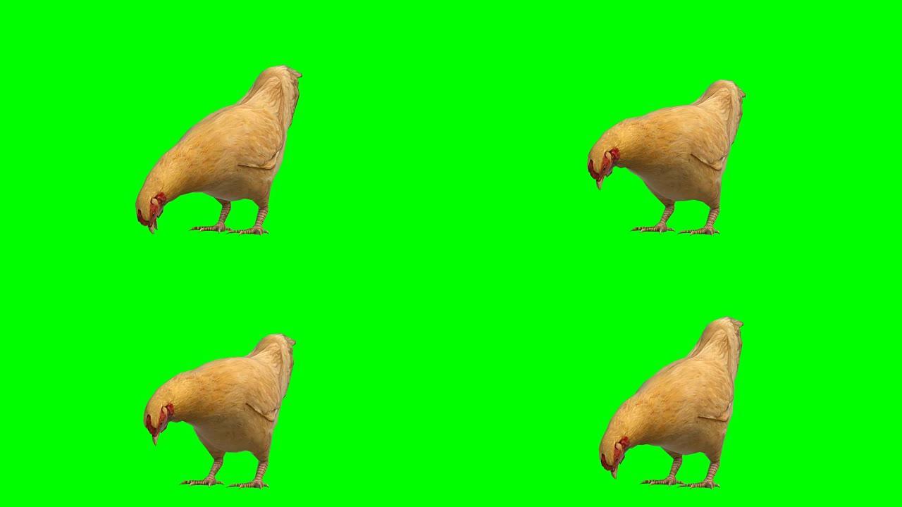 吃鸡动物绿屏 (可循环)