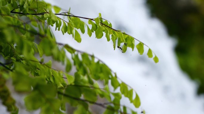 绿色 生命 昆虫 春天 春雨