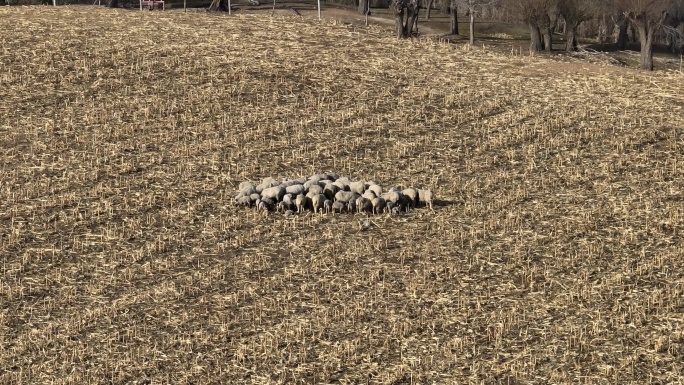 西北羊群牧场玉米地里的羊群成群羊