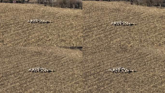 西北羊群牧场玉米地里的羊群成群羊