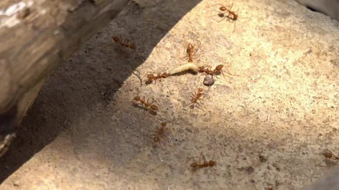 红蚂蚁为蠕虫而战蚂蚁攻击撕咬群起攻击