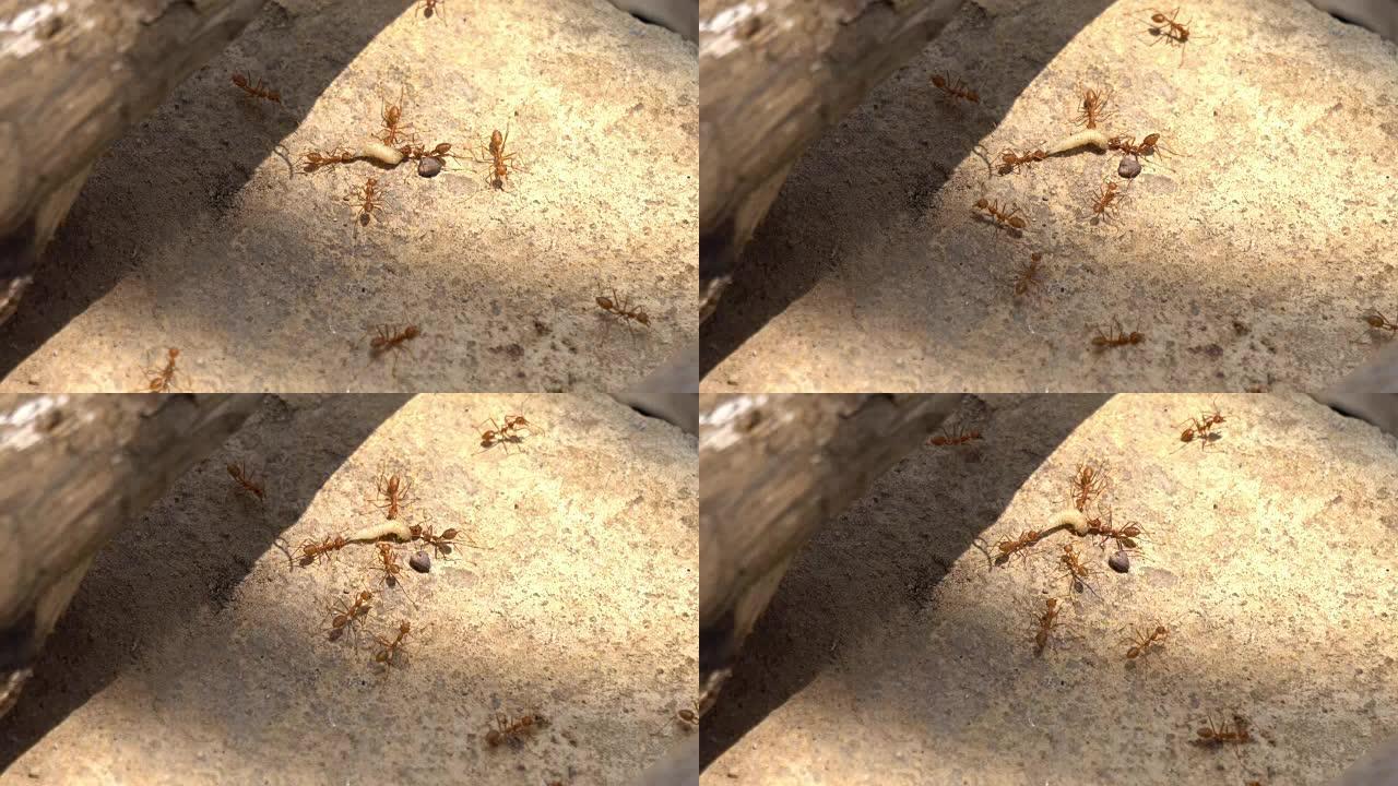 红蚂蚁为蠕虫而战蚂蚁攻击撕咬群起攻击