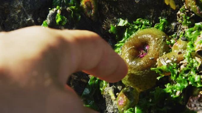在华盛顿州的欺骗通行证州立公园，一个人的手触摸附着在岩石上并被海藻包围的裸露海葵