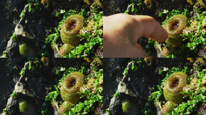 在华盛顿州的欺骗通行证州立公园，一个人的手触摸附着在岩石上并被海藻包围的裸露海葵