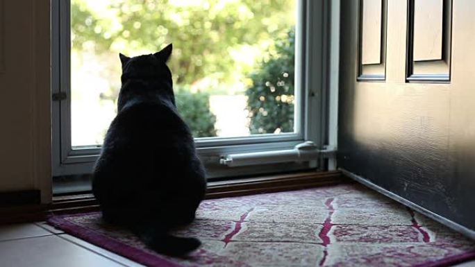 坐在门附近的黑猫摇尾巴