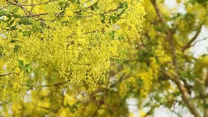 风中的金雨花 (决明子瘘管花)