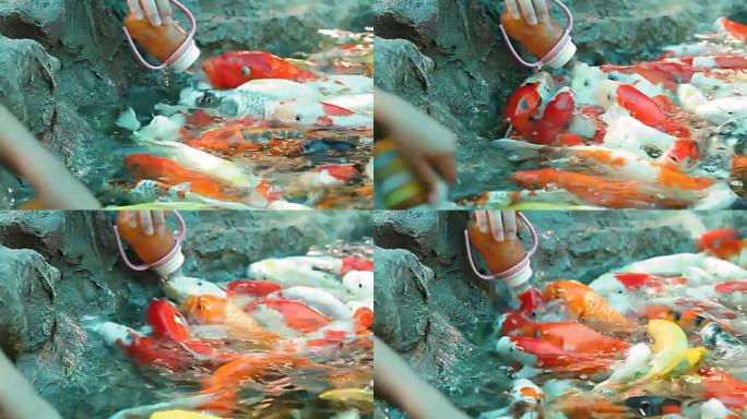 用奶瓶喂养锦鲤