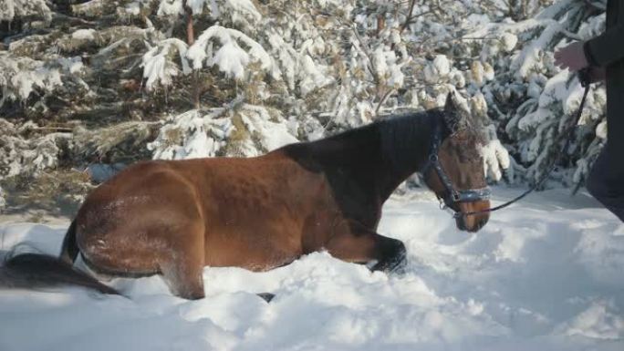 这匹马落在雪地上。