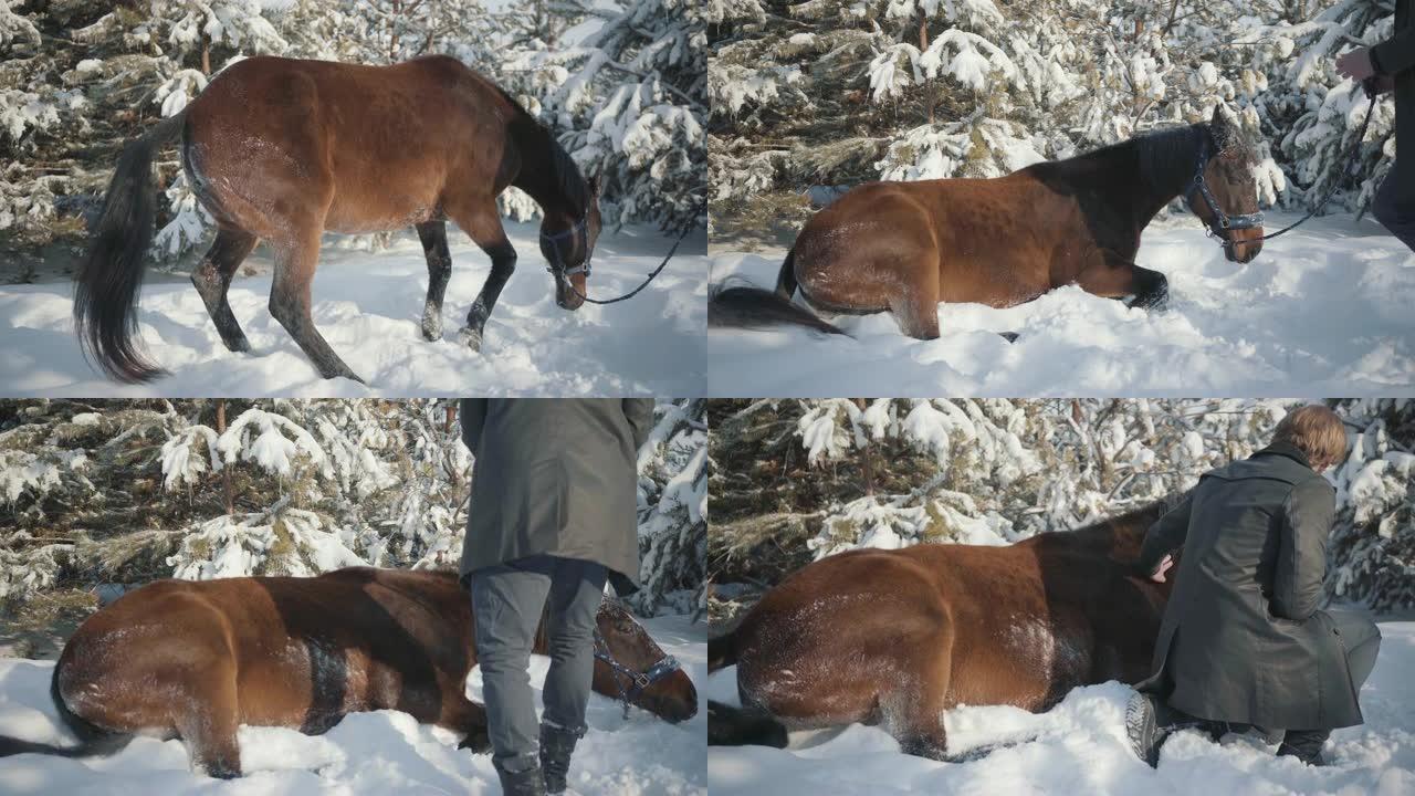 这匹马落在雪地上。
