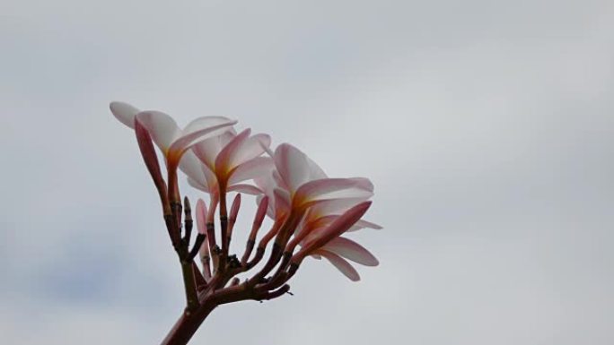 粉色花朵鸡蛋花，天空和云