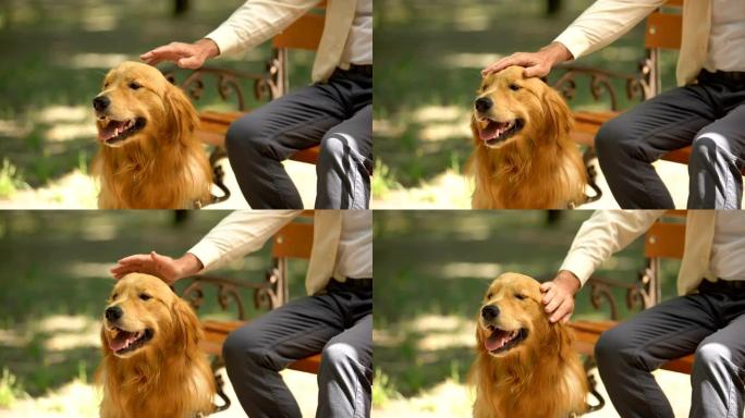 盲人的手抚摸导盲犬，纯种金毛猎犬，听话的宠物