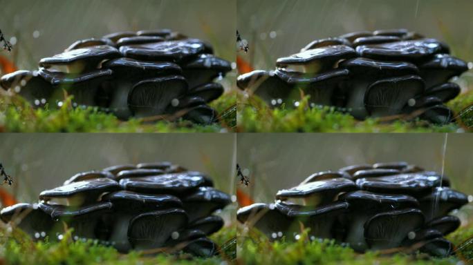 雨中在阳光明媚的森林里的平菇。