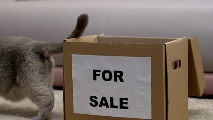 猫出售跳出盒子，被主人遗弃的老宠物，收养概念