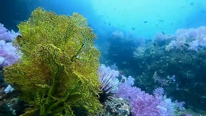 “Hin Khao” 顶峰的珊瑚礁。靠近巴拉河口和利培岛非常美丽的景点，泰国斯图恩威