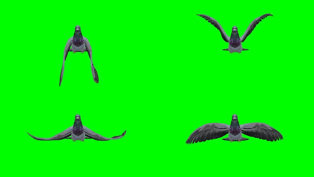 鸽子飞行绿屏 (可循环)
