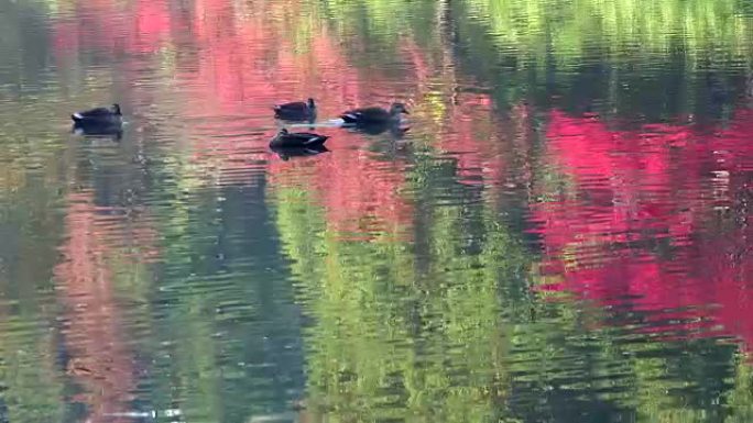 秋天湖的表面-鸟水鸟黑鸟鸟群