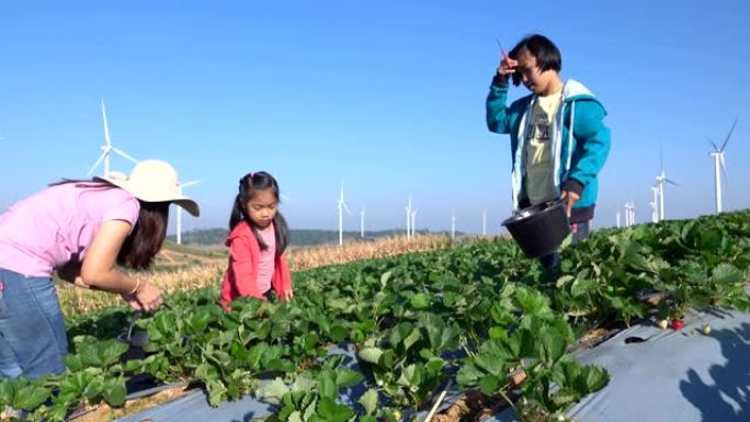 母女俩在农场采摘草莓